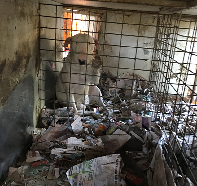 Bull Terrier in poor living conditions 